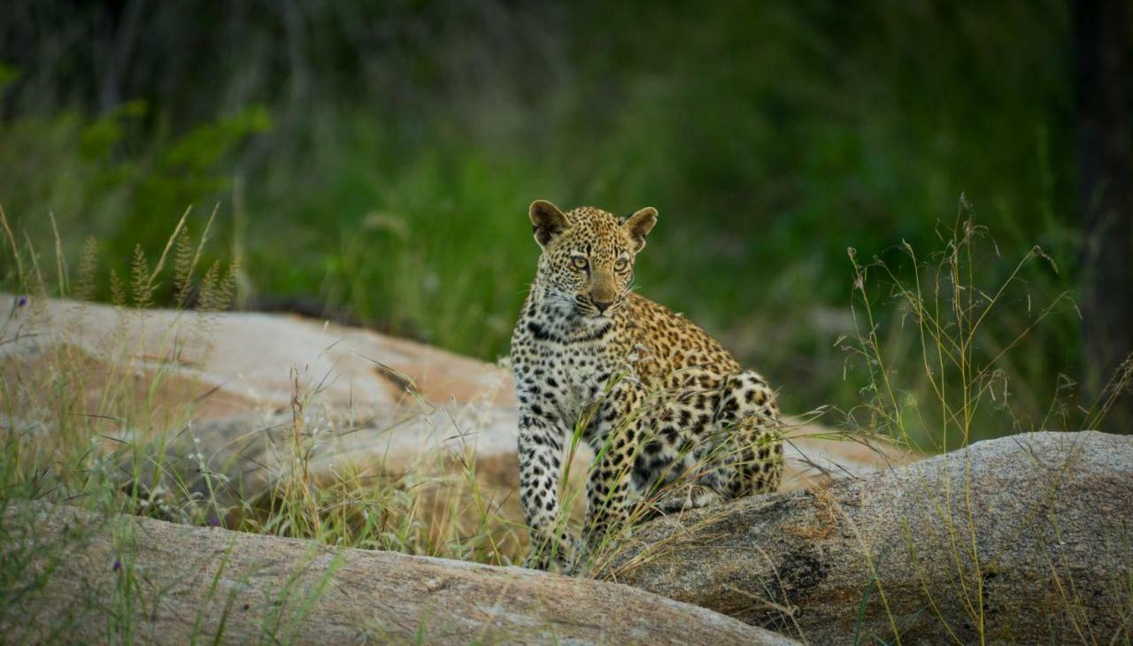 Lion Sands - Tinga Lodge Skukuza Exterior foto